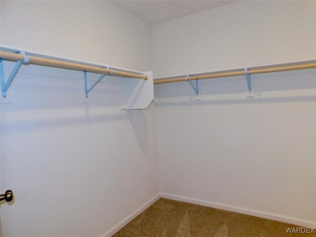 walk in closet with carpet floors