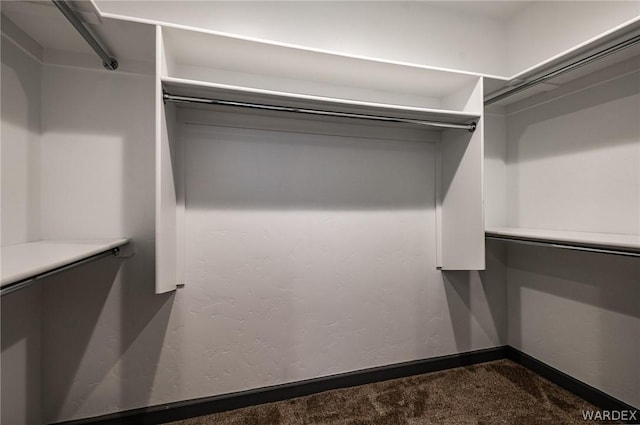 spacious closet featuring carpet