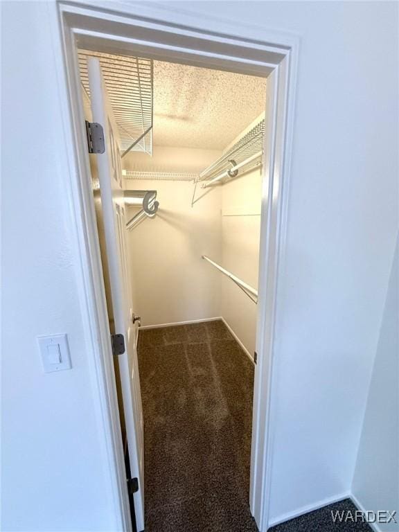 walk in closet featuring carpet