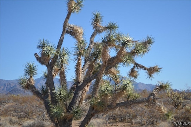 5.5ACRES S Suzette, Yucca, AZ 86438