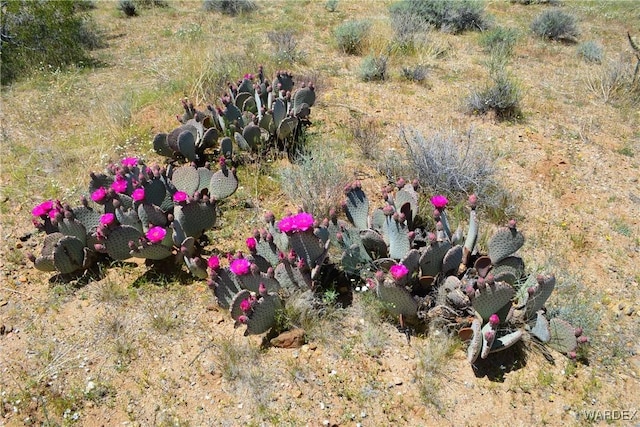 5.5ACRES S Suzette, Yucca, AZ 86438