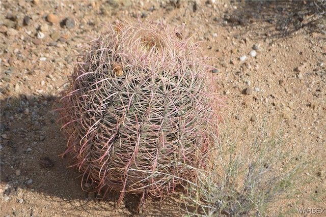5.5ACRES S Suzette, Yucca, AZ 86438