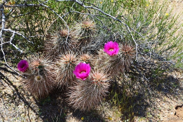 5.5ACRES S Suzette, Yucca, AZ 86438