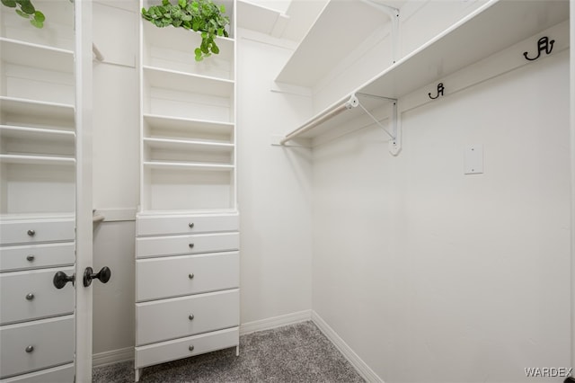 spacious closet featuring carpet