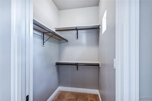 spacious closet featuring carpet floors