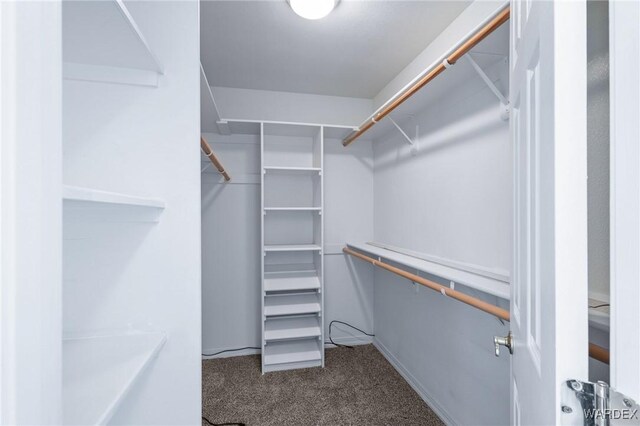 walk in closet featuring carpet