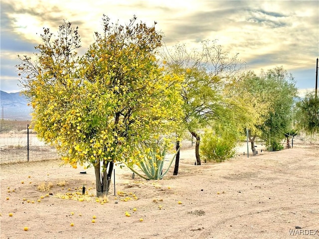 view of local wilderness