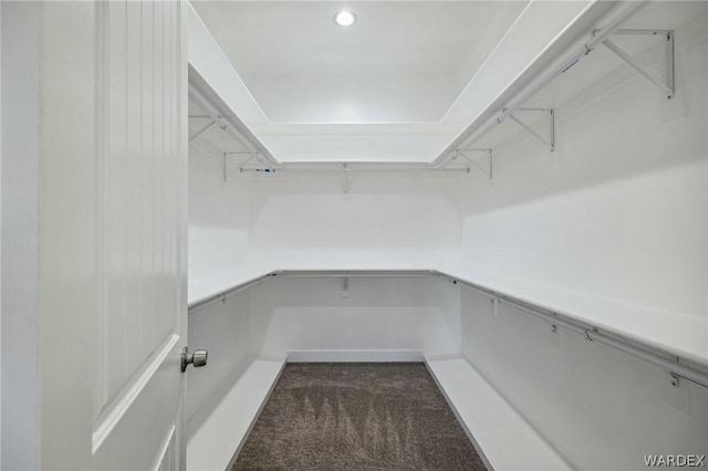 spacious closet featuring carpet flooring