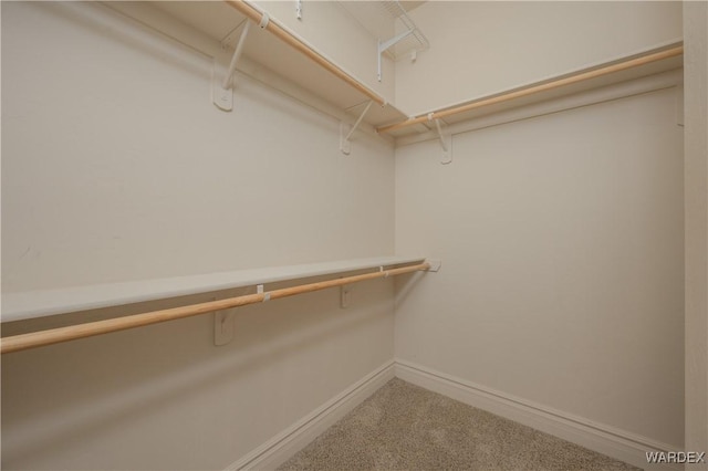 walk in closet with attic access and carpet flooring