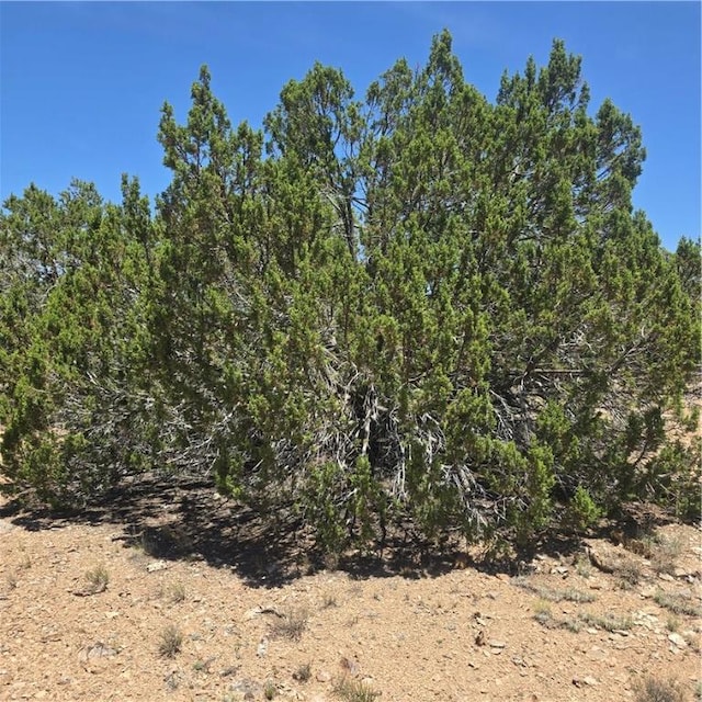 32220 W Conejo Rd, Seligman, AZ 86337 - photo 2
