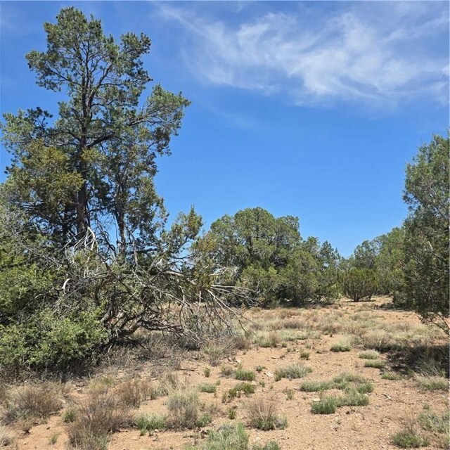 32220 W Conejo Rd, Seligman, AZ 86337 - photo 10