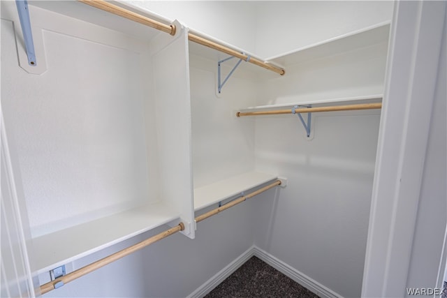 walk in closet with carpet floors