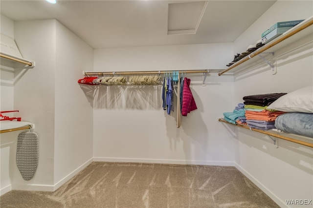 spacious closet with attic access and carpet flooring