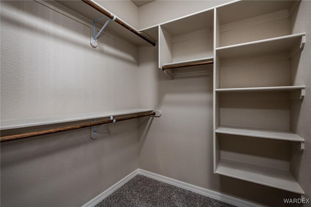 walk in closet with carpet floors