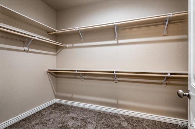 walk in closet featuring carpet floors