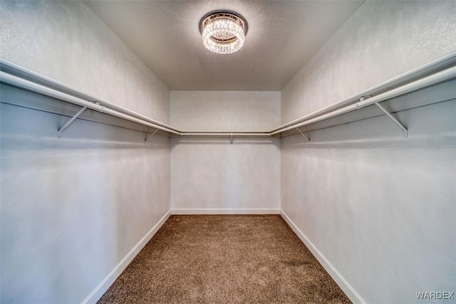 walk in closet featuring carpet floors