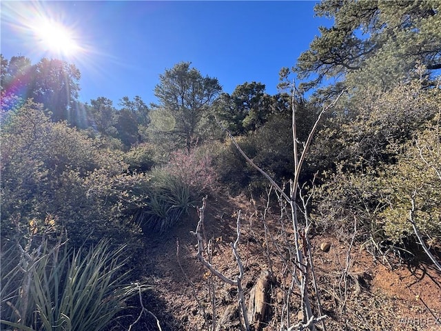 view of local wilderness