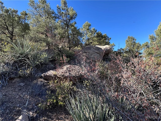 view of local wilderness