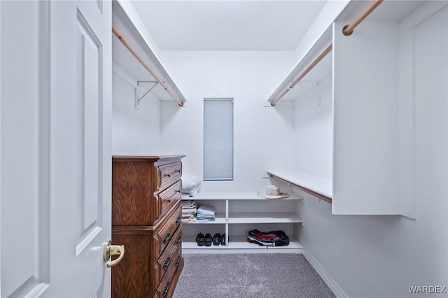 spacious closet with carpet