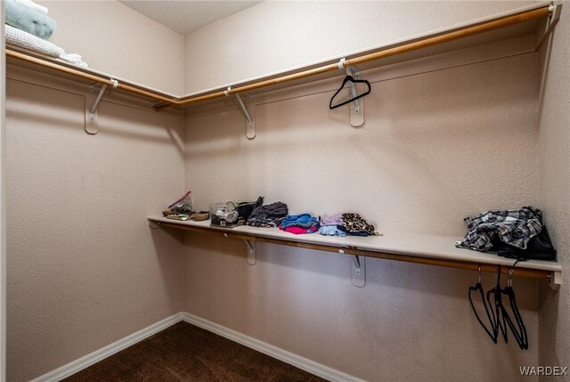 walk in closet with carpet floors