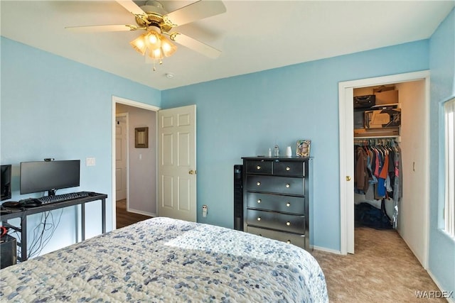 carpeted bedroom with a ceiling fan, a walk in closet, a closet, and baseboards