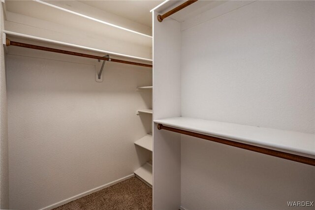 spacious closet featuring carpet