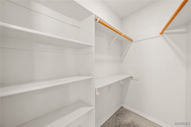 walk in closet with carpet floors