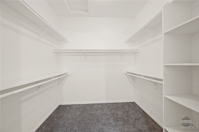 walk in closet featuring carpet