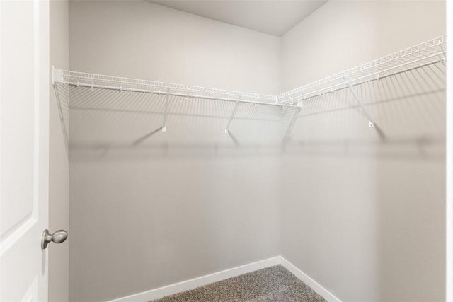 walk in closet featuring carpet flooring