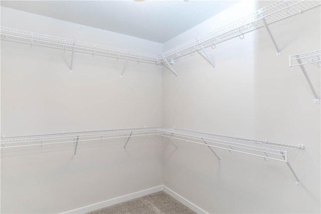 walk in closet with carpet flooring