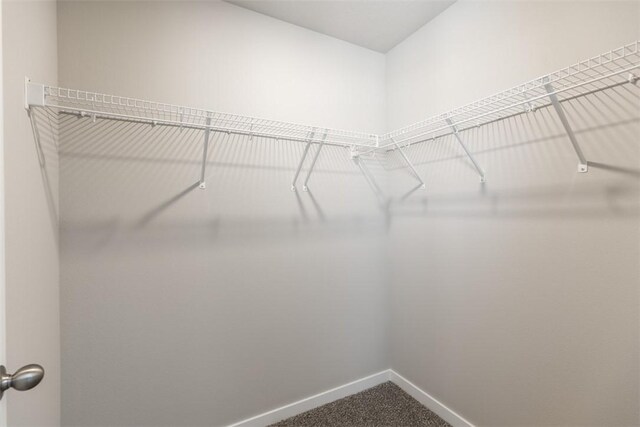 spacious closet featuring carpet