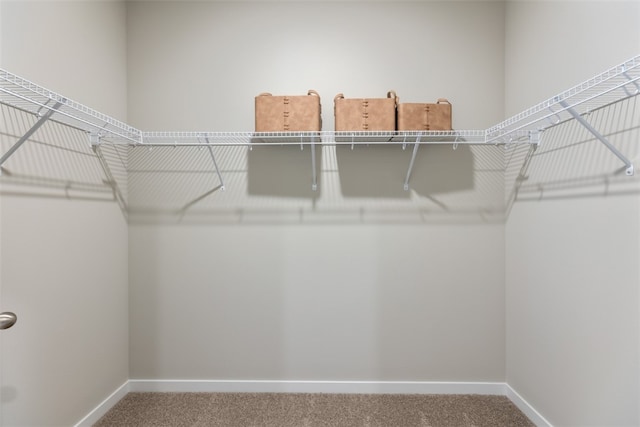 spacious closet featuring carpet