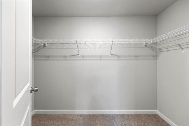 spacious closet featuring carpet floors