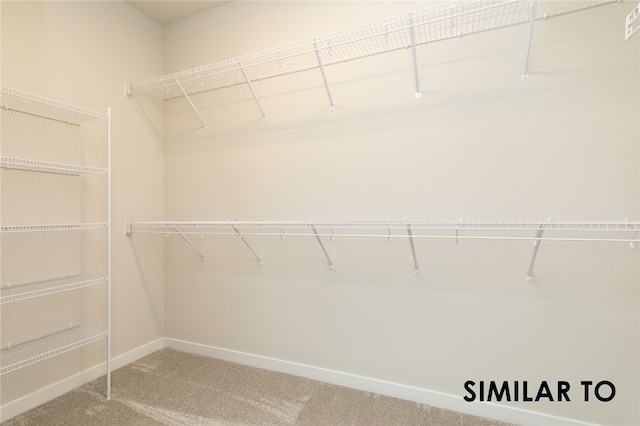 spacious closet featuring carpet flooring