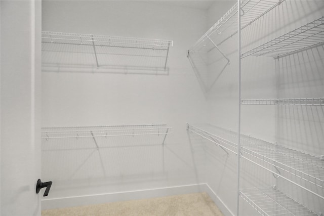 walk in closet featuring carpet floors