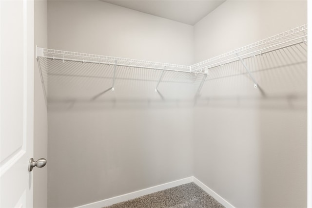 walk in closet with carpet flooring