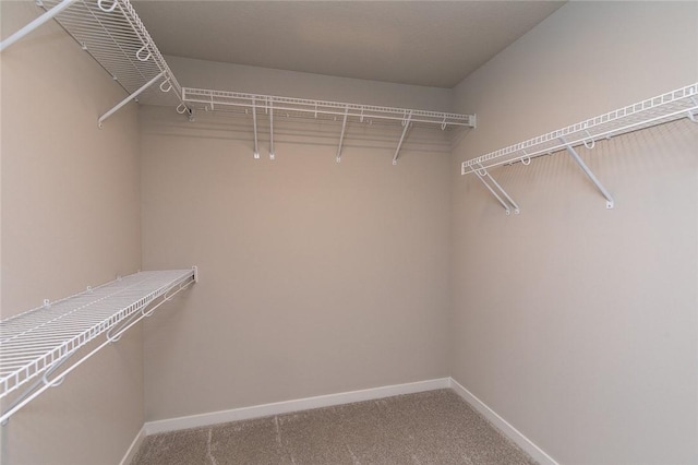 walk in closet with carpet flooring