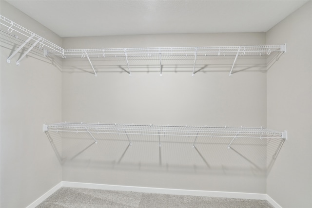 walk in closet with carpet flooring