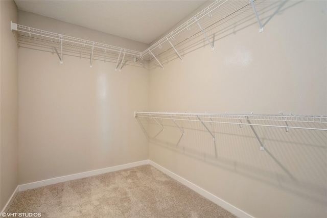 walk in closet with carpet floors