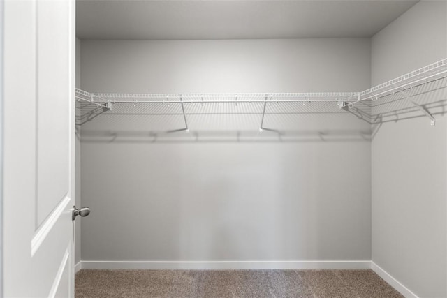 spacious closet featuring carpet