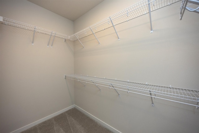 walk in closet with carpet flooring