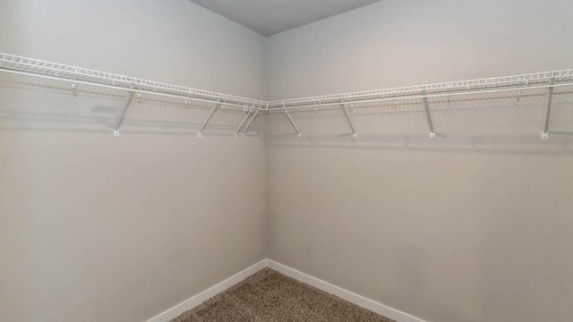 walk in closet featuring carpet