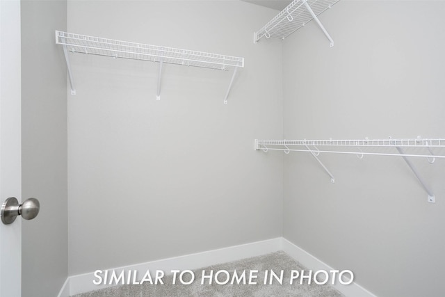 spacious closet featuring carpet floors