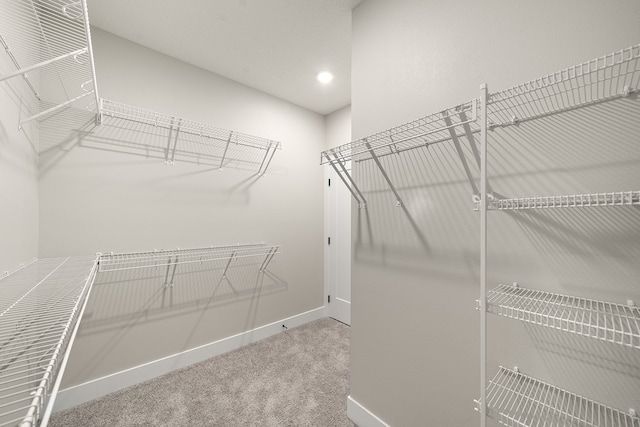 spacious closet featuring carpet