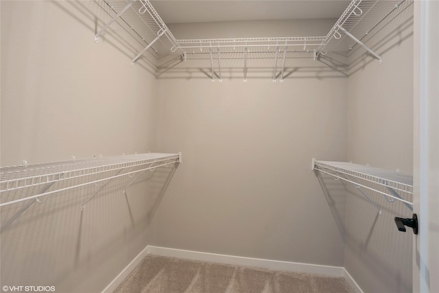 walk in closet featuring carpet flooring