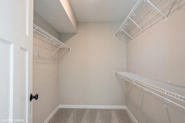 spacious closet featuring carpet flooring