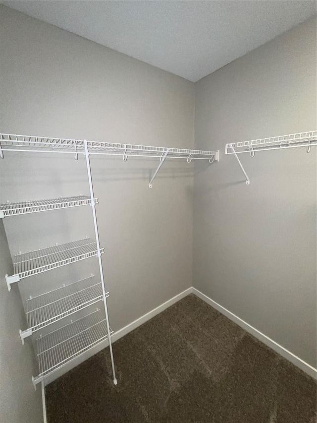 walk in closet featuring carpet floors