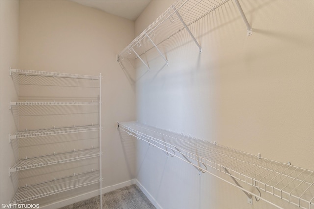 walk in closet featuring carpet floors