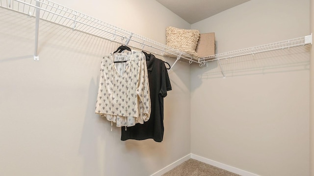 spacious closet featuring carpet flooring