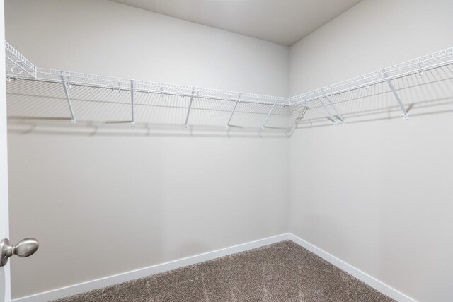 walk in closet featuring carpet flooring